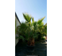 WASHINGTONIA robusta 'Cépée 150/200'