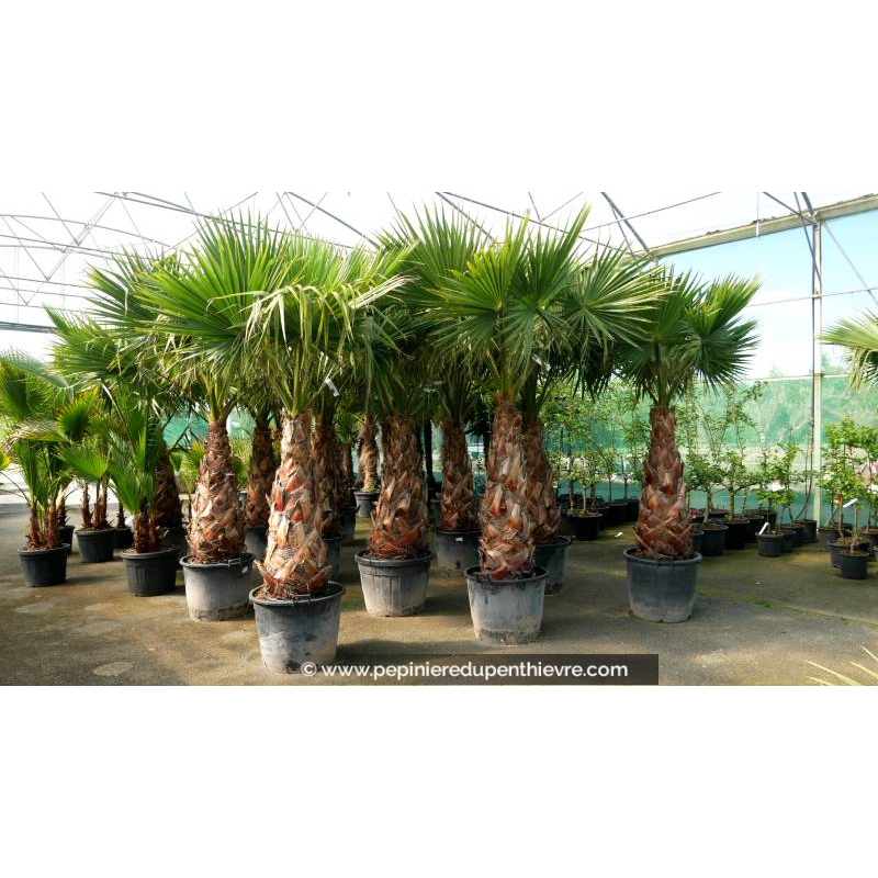 WASHINGTONIA robusta 'Tronc 120/150'