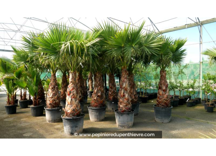 WASHINGTONIA robusta 'Tronc 120/150'