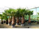 WASHINGTONIA robusta 'Tronc 120/150'