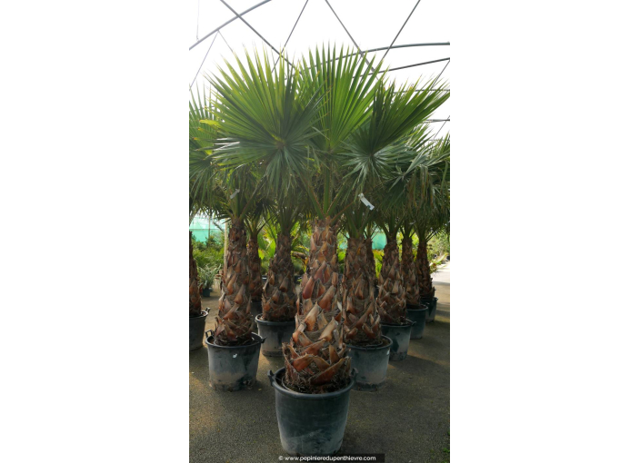 WASHINGTONIA robusta 'Tronc 120/150'