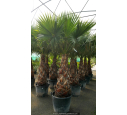 WASHINGTONIA robusta 'Tronc 120/150'