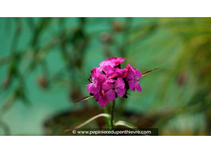 DIANTHUS carthusianorum - Été