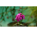 DIANTHUS carthusianorum - Été