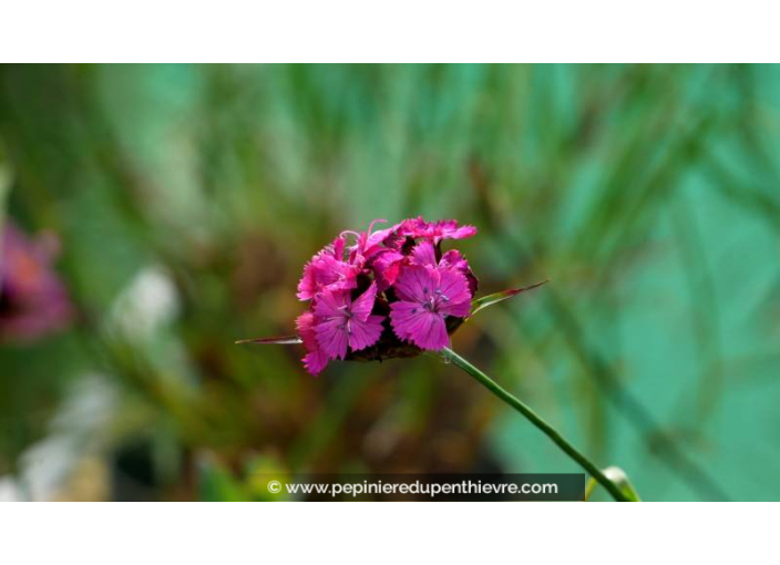 DIANTHUS carthusianorum - Été