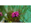 DIANTHUS carthusianorum - Été