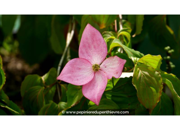 CORNUS kousa 'Satomi' - Printemps