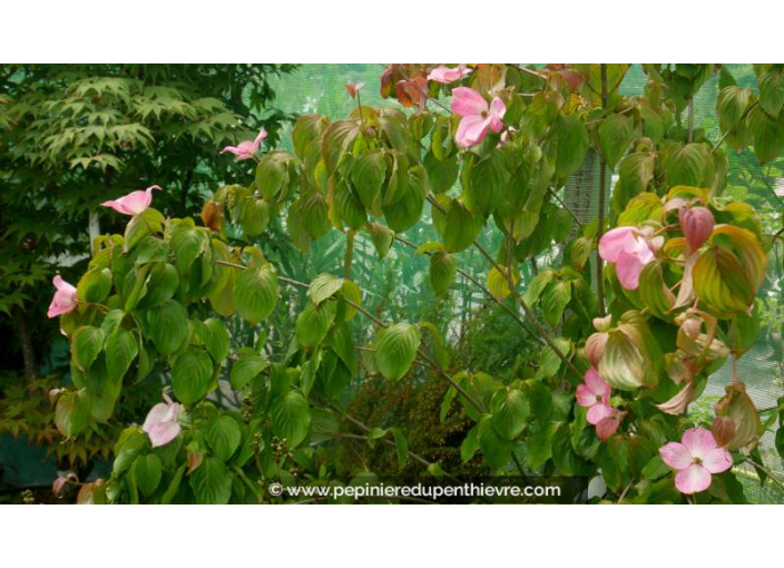 CORNUS kousa 'Satomi', Cornouiller Japon rose - Pépinière du