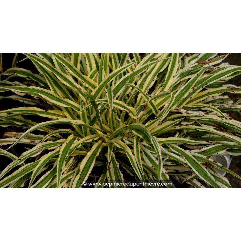 ARTHROPODIUM candidum 'Little Lia' - Été