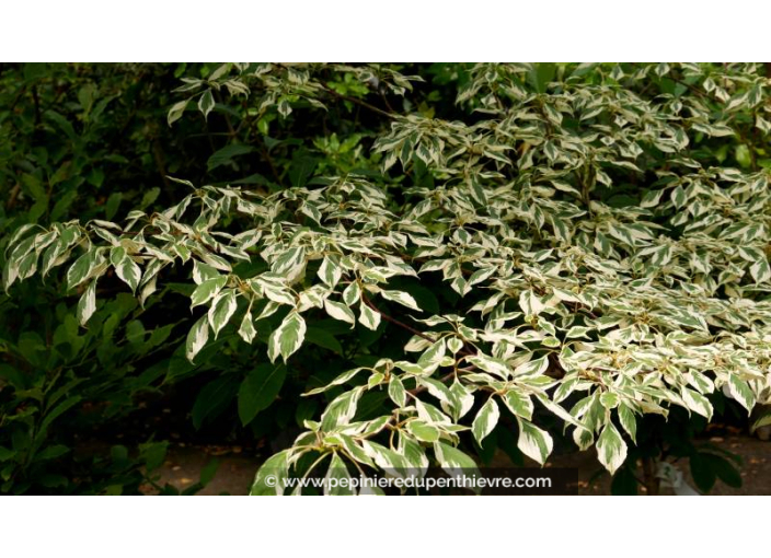 CORNUS controversa 'Variegata' - Été CORNUS controversa 'Variegata' - Été