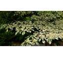 CORNUS controversa 'Variegata' - Été CORNUS controversa 'Variegata' - Été