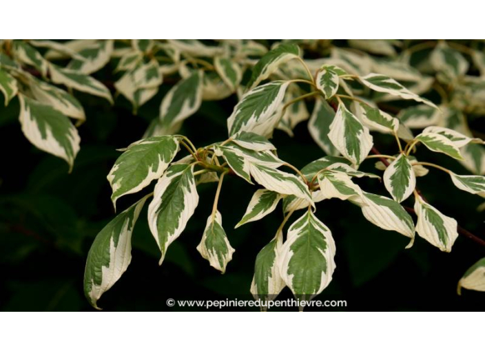 CORNUS controversa 'Variegata' - Été CORNUS controversa 'Variegata' - Été