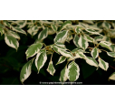 CORNUS controversa 'Variegata' - Été CORNUS controversa 'Variegata' - Été