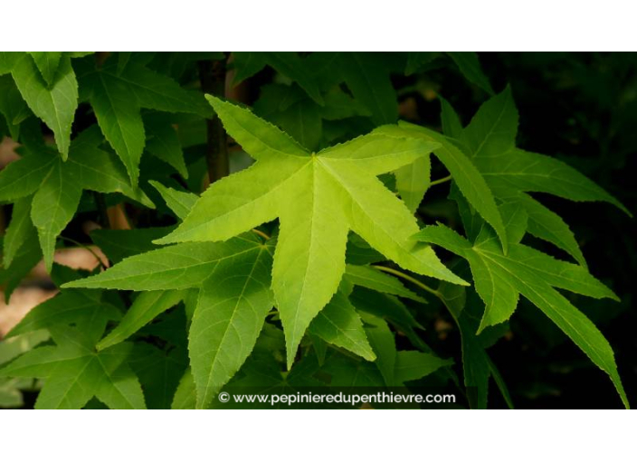 LIQUIDAMBAR styraciflua 'Slender Silhouette' - Été