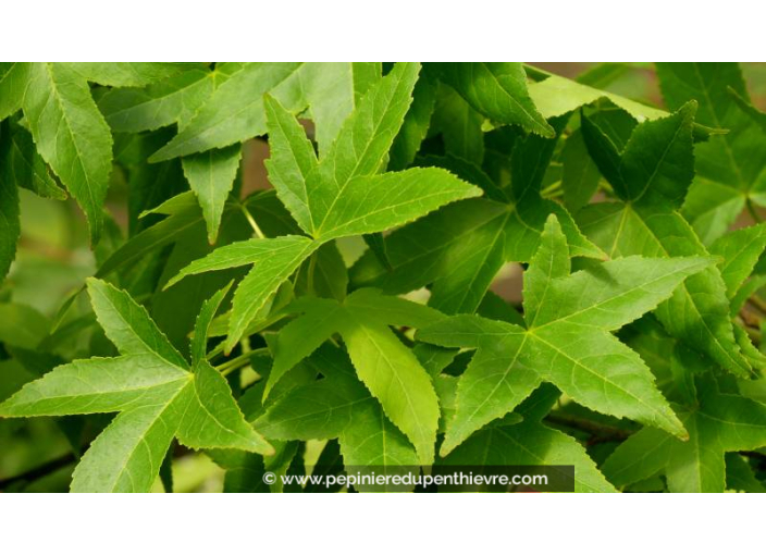 LIQUIDAMBAR styraciflua 'Slender Silhouette' - Été