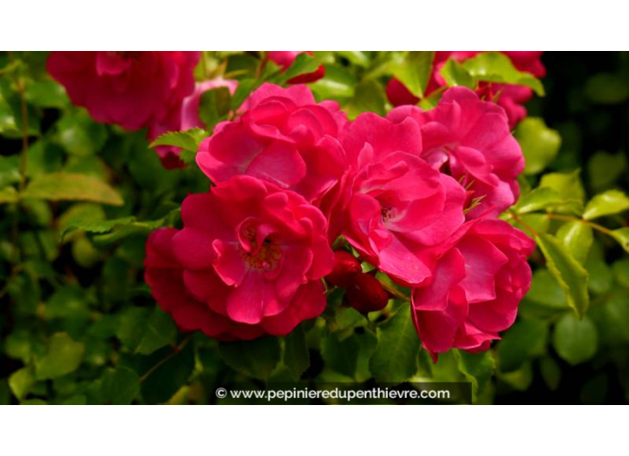 DECOROSIERS® 'Emera' - Été DECOROSIERS® 'Emera' - Été