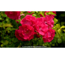 DECOROSIERS® 'Emera' - Été DECOROSIERS® 'Emera' - Été