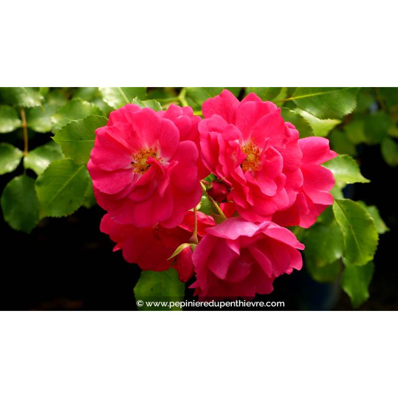 DECOROSIERS® 'Emera' - Été