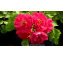 DECOROSIERS® 'Emera' - Été DECOROSIERS® 'Emera' - Été