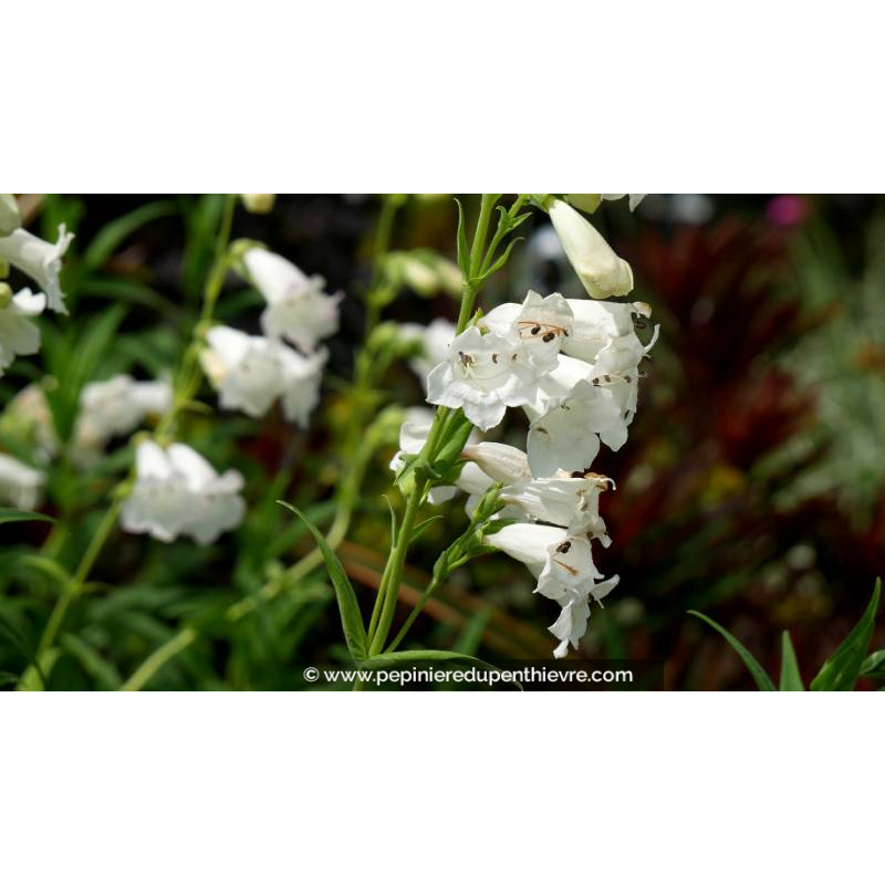 PENSTEMON 'White Bedder' - Été