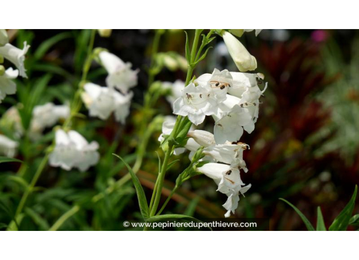 PENSTEMON 'White Bedder' - Été