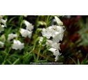 PENSTEMON 'White Bedder' - Été PENSTEMON 'White Bedder' - Été