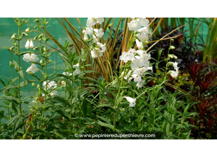 PENSTEMON 'White Bedder' - Été PENSTEMON 'White Bedder' - Été