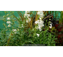 PENSTEMON 'White Bedder' - Été PENSTEMON 'White Bedder' - Été