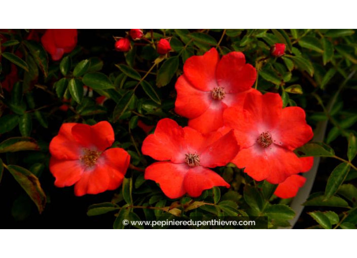 DECOROSIERS® 'Isalia' - Été DECOROSIERS® 'Isalia' - Été