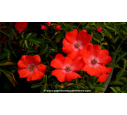DECOROSIERS® 'Isalia' - Été DECOROSIERS® 'Isalia' - Été