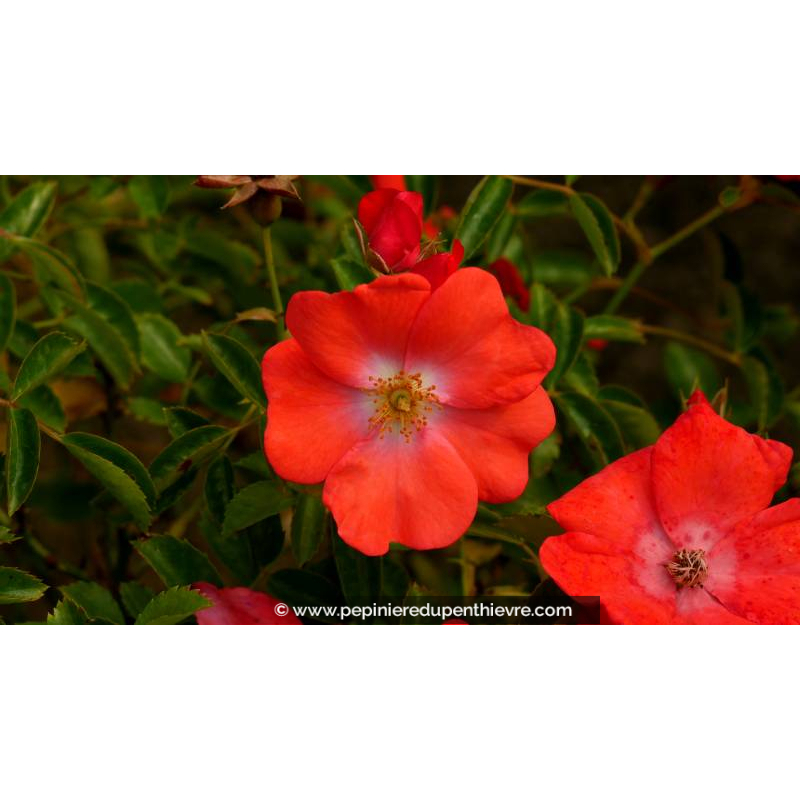 DECOROSIERS® 'Isalia' - Été