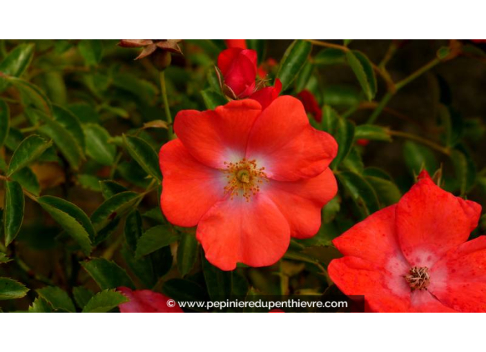 DECOROSIERS® 'Isalia' - Été