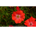 DECOROSIERS® 'Isalia' - Été DECOROSIERS® 'Isalia' - Été