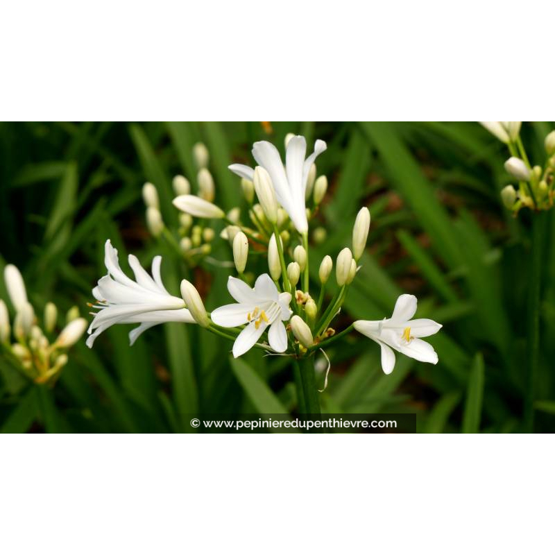 AGAPANTHUS 'Pitchoune White' - Été