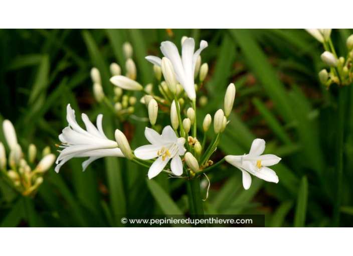 AGAPANTHUS 'Pitchoune White' - Été