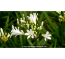 AGAPANTHUS 'Pitchoune White' - Été AGAPANTHUS 'Pitchoune White' - Été