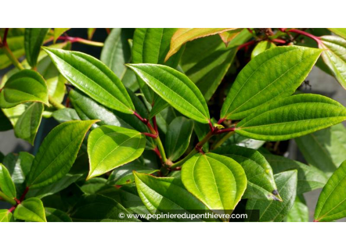 VIBURNUM davidii - Été