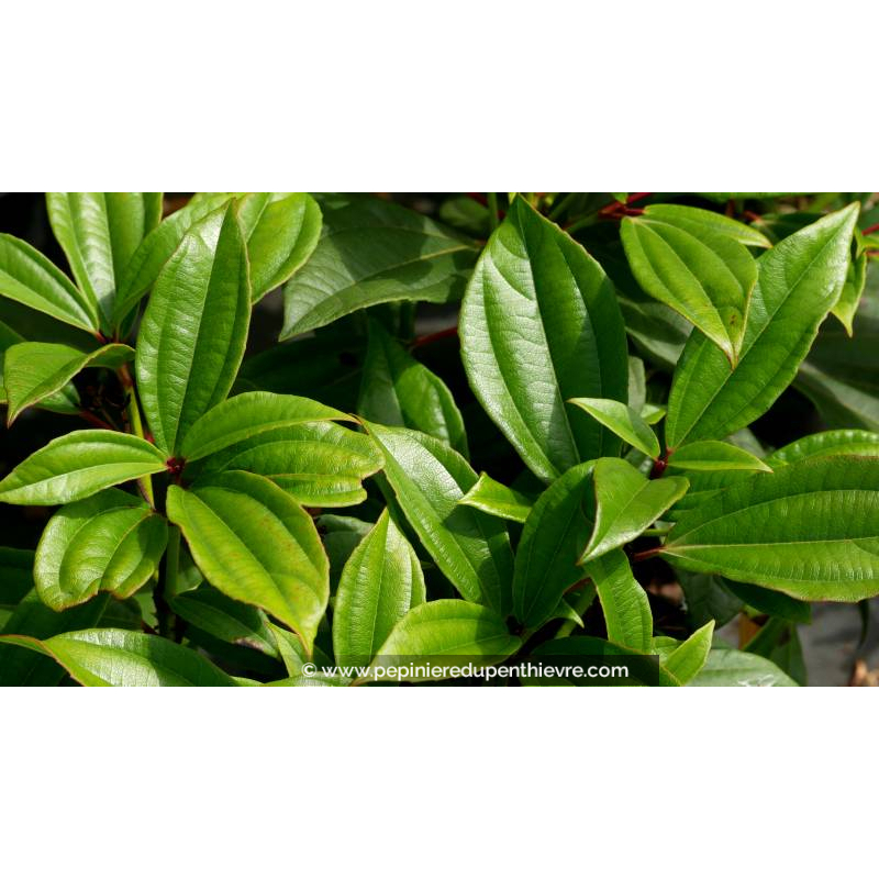 VIBURNUM davidii - Été