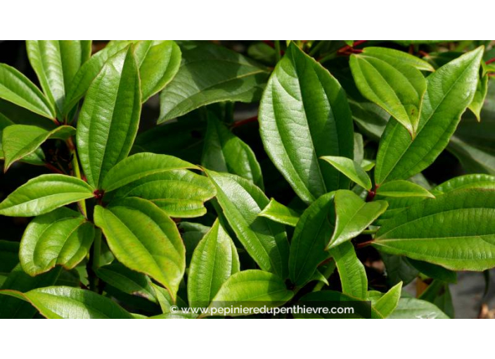 VIBURNUM davidii - Été