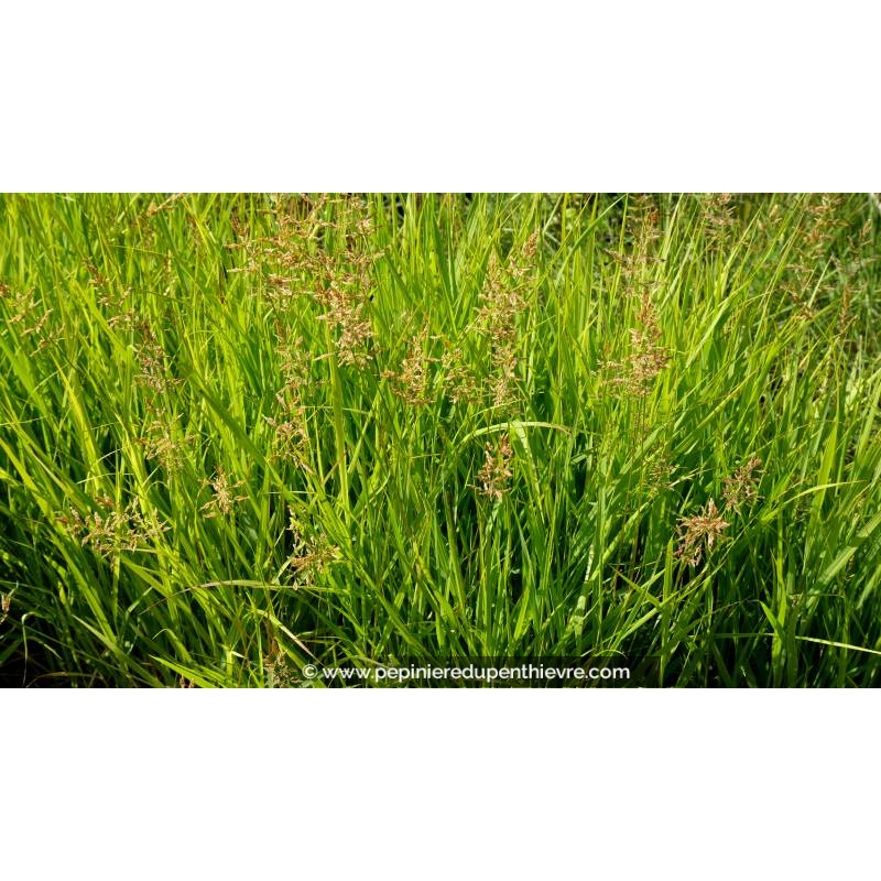 PANICUM amarum 'Dewey Blue' - Été