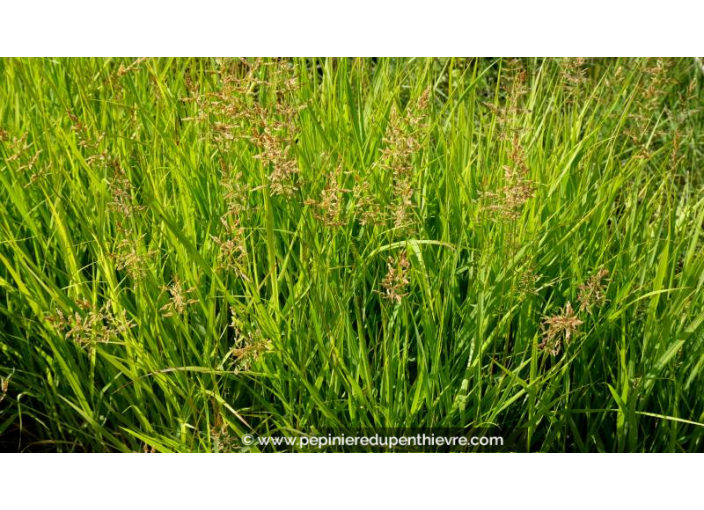 PANICUM amarum 'Dewey Blue' - Été