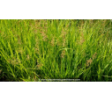 PANICUM amarum 'Dewey Blue' - Été