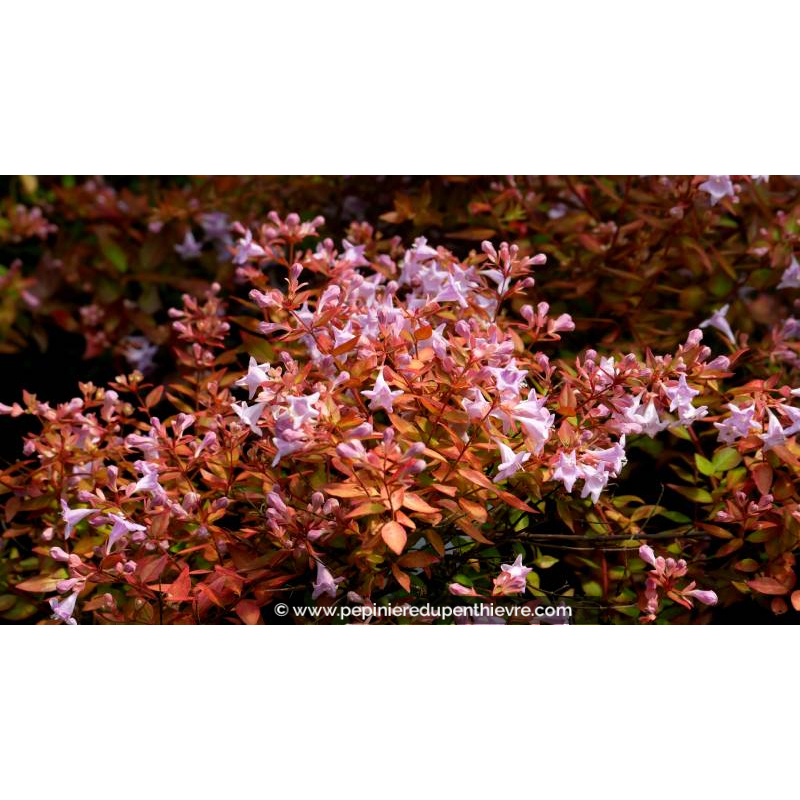 ABELIA grandiflora 'Caramel Charm' - Été