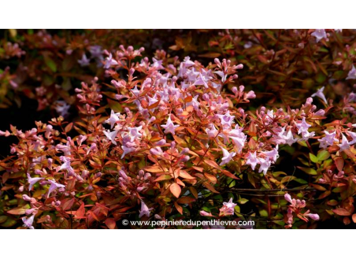 ABELIA grandiflora 'Caramel Charm' - Été