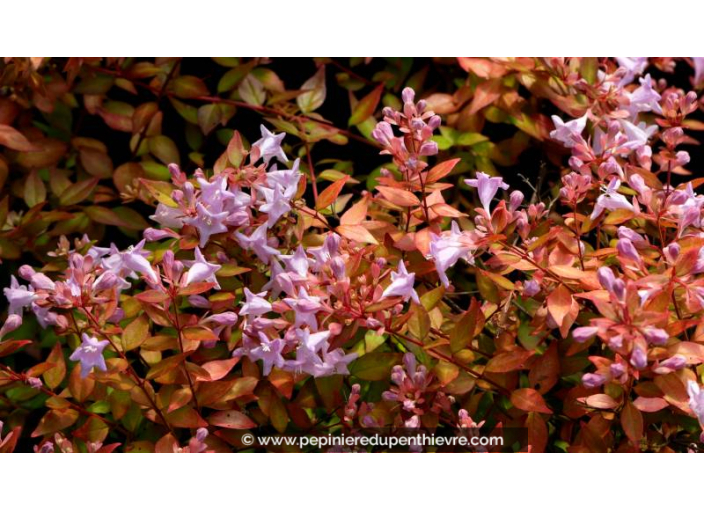 ABELIA 'Caramel Charm', compact arrondi, cuivré - Pépinière du Penthièvre