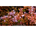ABELIA 'Caramel Charm', compact arrondi, cuivré - Pépinière du Penthièvre