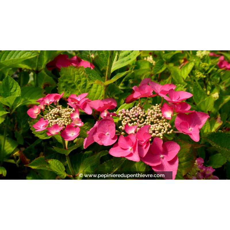 HYDRANGEA macrophylla 'Geoffrey Chadbund' - Été
