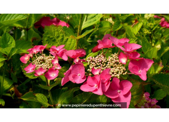 HYDRANGEA macrophylla 'Geoffrey Chadbund' - Été