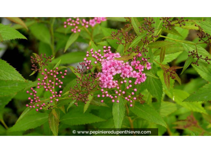 SPIRAEA japonica 'Shirobana' - Été SPIRAEA japonica 'Shirobana' - Été