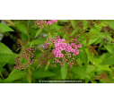 SPIRAEA japonica 'Shirobana' - Été SPIRAEA japonica 'Shirobana' - Été